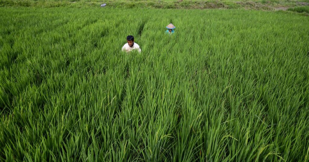 Jak ryż CRISPR może pomóc w walce ze zmianami klimatu