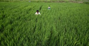 Jak ryż CRISPR może pomóc w walce ze zmianami klimatu