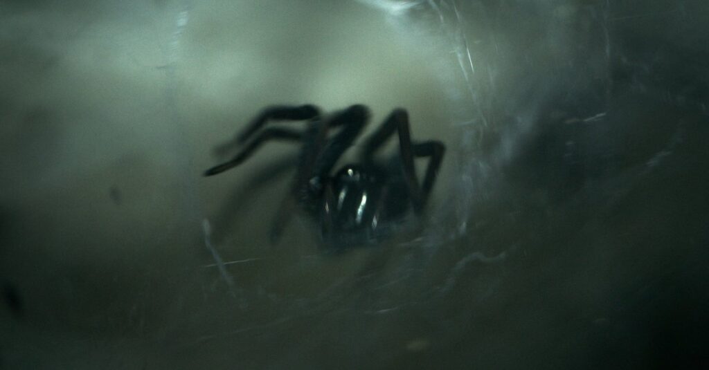 Arachnofobia: aplikacja do strachu przed pająkami