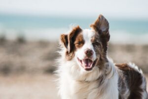 Uwaga miłośnicy psów: najlepsze aplikacje na Androida zapewniające szczęśliwe i zdrowe życie psa
